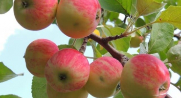 Popis a charakteristika odrůdy jablek yulyskoe chernenko, historie a pěstování